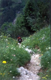 Mindelheimer - Aufstieg durch die Alm