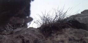 Mindelheimer - Regentropfen am Gras
