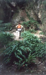 Rio Sallagoni: Farne & Holzstufen