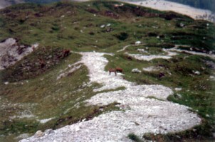 Abstieg von der Sdspitze - Schnfeld